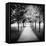 Row of Trees in a Park-Craig Roberts-Framed Premier Image Canvas