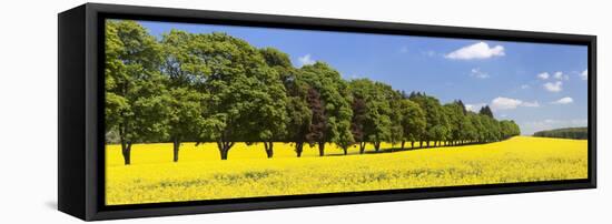 Row of Trees in a Rape Field, Baden-Wurttemberg, Germany-null-Framed Stretched Canvas