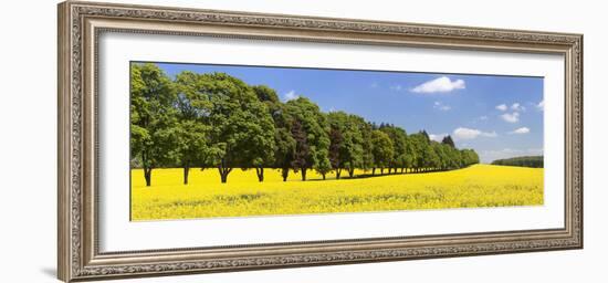 Row of Trees in a Rape Field, Baden-Wurttemberg, Germany-null-Framed Photographic Print