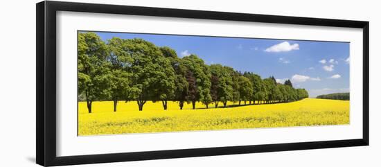 Row of Trees in a Rape Field, Baden-Wurttemberg, Germany-null-Framed Photographic Print