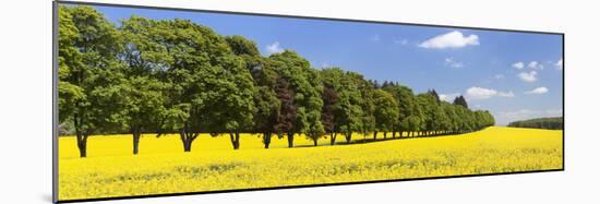 Row of Trees in a Rape Field, Baden-Wurttemberg, Germany-null-Mounted Photographic Print