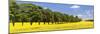 Row of Trees in a Rape Field, Baden-Wurttemberg, Germany-null-Mounted Photographic Print