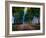 Row of Trees Provence-Chris Vest-Framed Art Print