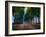 Row of Trees Provence-Chris Vest-Framed Art Print