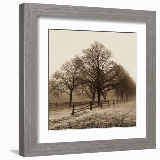 Row of Trees-Harold Silverman-Framed Art Print