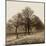 Row of Trees-Harold Silverman-Mounted Art Print