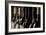 Row of Vintage Wine Bottles in a Wine Cellar (Shallow Dof; Color Toned Image)-l i g h t p o e t-Framed Photographic Print