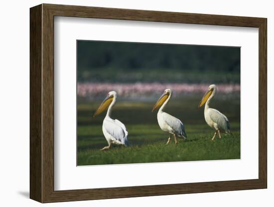 Row of White Pelicans-null-Framed Photographic Print