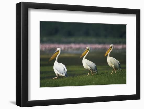 Row of White Pelicans-null-Framed Photographic Print