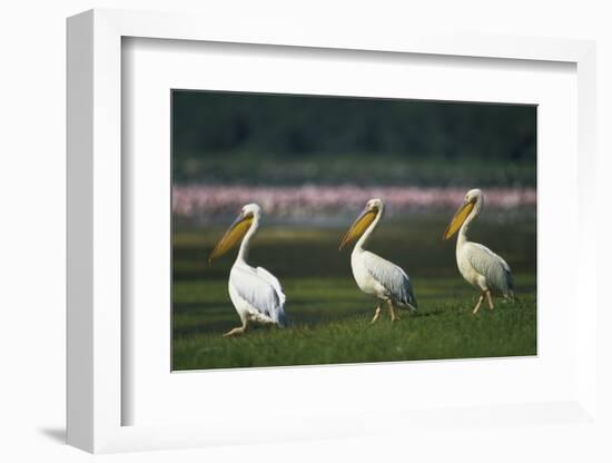 Row of White Pelicans-null-Framed Photographic Print