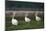 Row of White Pelicans-null-Mounted Photographic Print