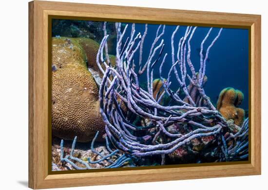 Row pore rope sponge Bonaire, Caribbean-Georgette Douwma-Framed Premier Image Canvas