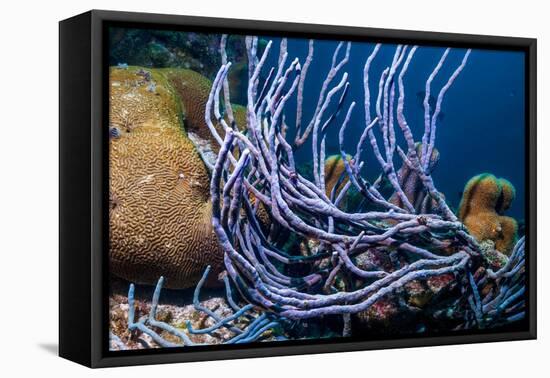 Row pore rope sponge Bonaire, Caribbean-Georgette Douwma-Framed Premier Image Canvas