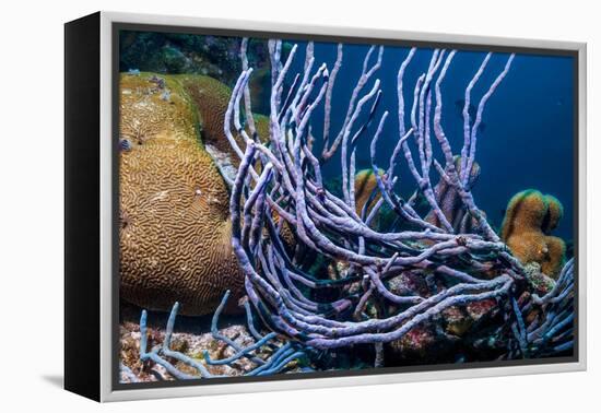 Row pore rope sponge Bonaire, Caribbean-Georgette Douwma-Framed Premier Image Canvas