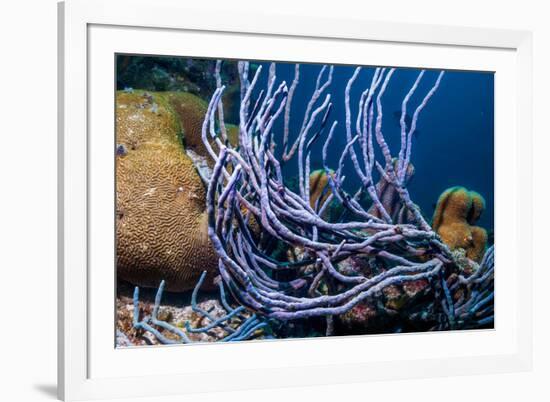 Row pore rope sponge Bonaire, Caribbean-Georgette Douwma-Framed Photographic Print