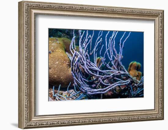 Row pore rope sponge Bonaire, Caribbean-Georgette Douwma-Framed Photographic Print