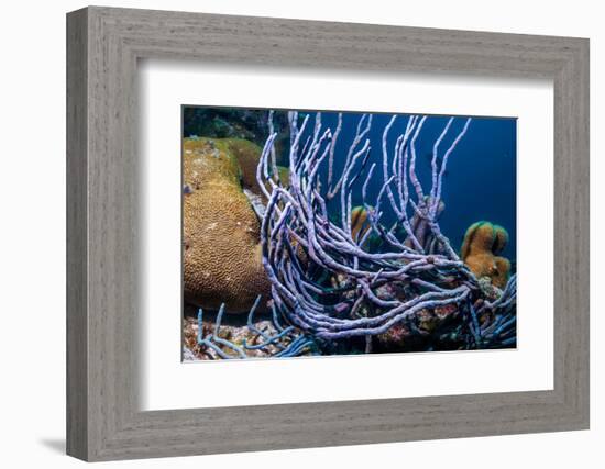 Row pore rope sponge Bonaire, Caribbean-Georgette Douwma-Framed Photographic Print