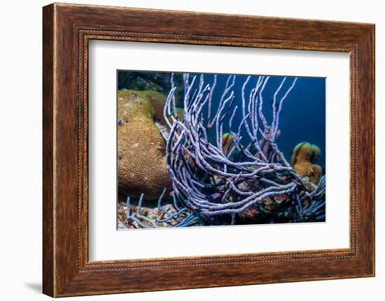 Row pore rope sponge Bonaire, Caribbean-Georgette Douwma-Framed Photographic Print