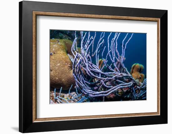 Row pore rope sponge Bonaire, Caribbean-Georgette Douwma-Framed Photographic Print