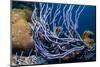 Row pore rope sponge Bonaire, Caribbean-Georgette Douwma-Mounted Photographic Print