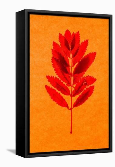 Rowan Leaves-Graeme Harris-Framed Premier Image Canvas