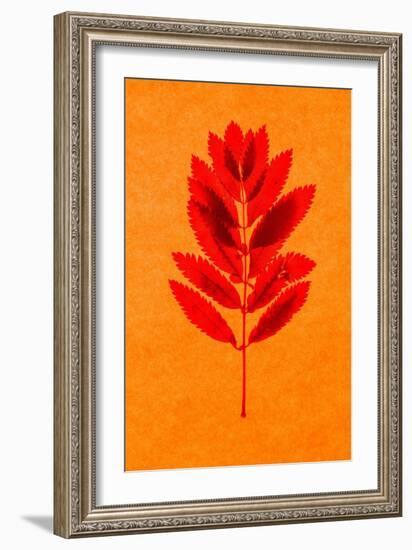 Rowan Leaves-Graeme Harris-Framed Giclee Print