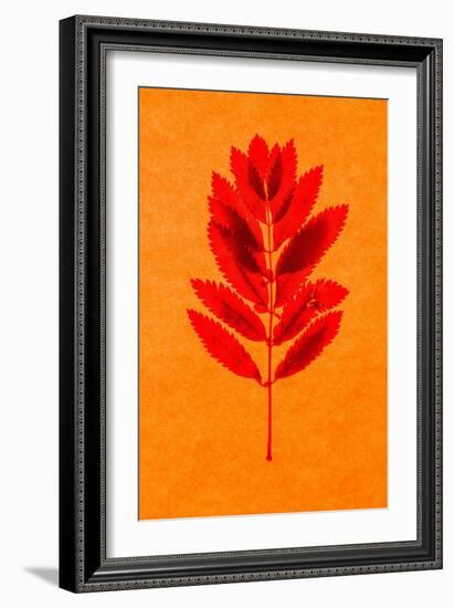 Rowan Leaves-Graeme Harris-Framed Giclee Print