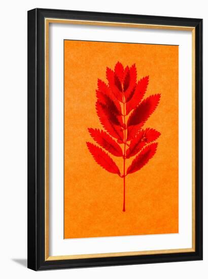 Rowan Leaves-Graeme Harris-Framed Giclee Print