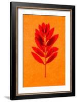 Rowan Leaves-Graeme Harris-Framed Giclee Print