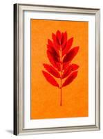 Rowan Leaves-Graeme Harris-Framed Giclee Print