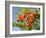 Rowan (Mountain Ash) (Sorbus Aucuparia) Berry Cluster, Wiltshire, England, United Kingdom, Europe-Nick Upton-Framed Photographic Print