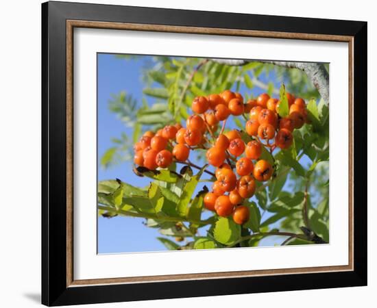 Rowan (Mountain Ash) (Sorbus Aucuparia) Berry Cluster, Wiltshire, England, United Kingdom, Europe-Nick Upton-Framed Photographic Print