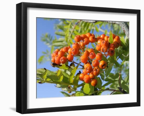 Rowan (Mountain Ash) (Sorbus Aucuparia) Berry Cluster, Wiltshire, England, United Kingdom, Europe-Nick Upton-Framed Photographic Print