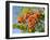 Rowan (Mountain Ash) (Sorbus Aucuparia) Berry Cluster, Wiltshire, England, United Kingdom, Europe-Nick Upton-Framed Photographic Print