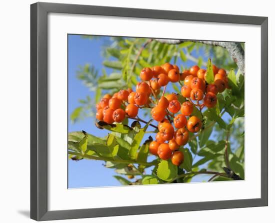 Rowan (Mountain Ash) (Sorbus Aucuparia) Berry Cluster, Wiltshire, England, United Kingdom, Europe-Nick Upton-Framed Photographic Print