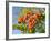 Rowan (Mountain Ash) (Sorbus Aucuparia) Berry Cluster, Wiltshire, England, United Kingdom, Europe-Nick Upton-Framed Photographic Print