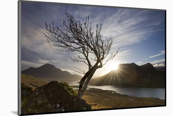 Rowan Tree Silhouetted Above Loch Lurgainn with Cul Mor (Left) and Ben More Coigach Beyond, UK-Mark Hamblin-Mounted Photographic Print