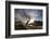 Rowan Tree Silhouetted Above Loch Lurgainn with Cul Mor (Left) and Ben More Coigach Beyond, UK-Mark Hamblin-Framed Photographic Print