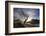 Rowan Tree Silhouetted Above Loch Lurgainn with Cul Mor (Left) and Ben More Coigach Beyond, UK-Mark Hamblin-Framed Photographic Print