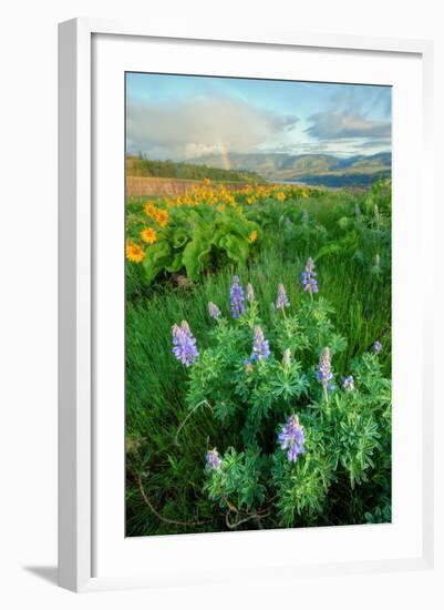 Rowena Flower Field and Rainbow-Vincent James-Framed Photographic Print