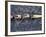 Rowing Shell in Montlake Cut, Seattle, Washington, USA-Stuart Westmoreland-Framed Photographic Print