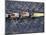 Rowing Shell in Montlake Cut, Seattle, Washington, USA-Stuart Westmoreland-Mounted Photographic Print