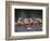 Rowing Shell in Montlake Cut, Seattle, Washington, USA-Stuart Westmoreland-Framed Photographic Print