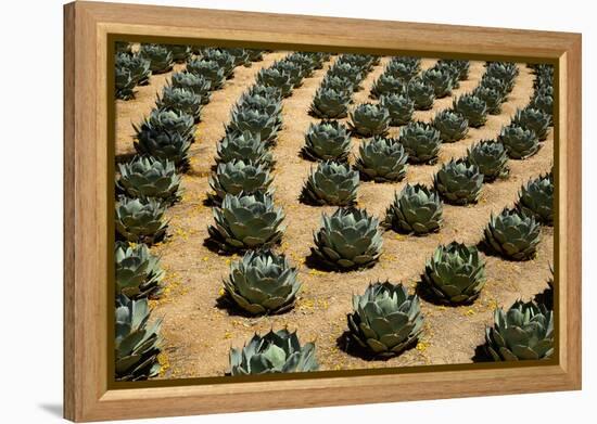 Rows of Artichoke Agave in a Formal Garden with Yellow Palo Verde Blossoms on the Ground-Timothy Hearsum-Framed Premier Image Canvas