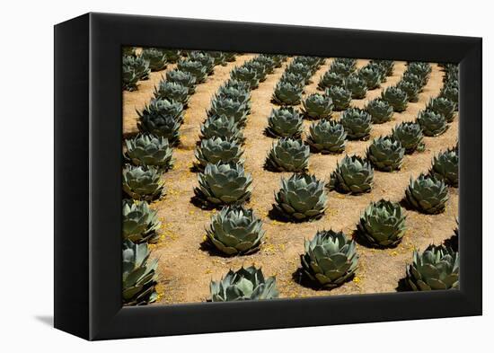 Rows of Artichoke Agave in a Formal Garden with Yellow Palo Verde Blossoms on the Ground-Timothy Hearsum-Framed Premier Image Canvas