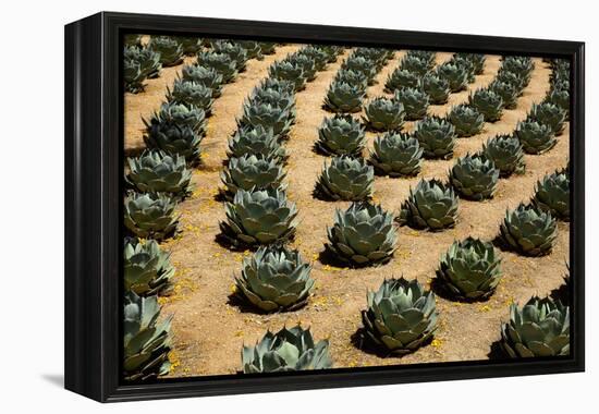 Rows of Artichoke Agave in a Formal Garden with Yellow Palo Verde Blossoms on the Ground-Timothy Hearsum-Framed Premier Image Canvas