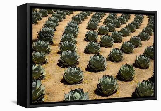 Rows of Artichoke Agave in a Formal Garden with Yellow Palo Verde Blossoms on the Ground-Timothy Hearsum-Framed Premier Image Canvas