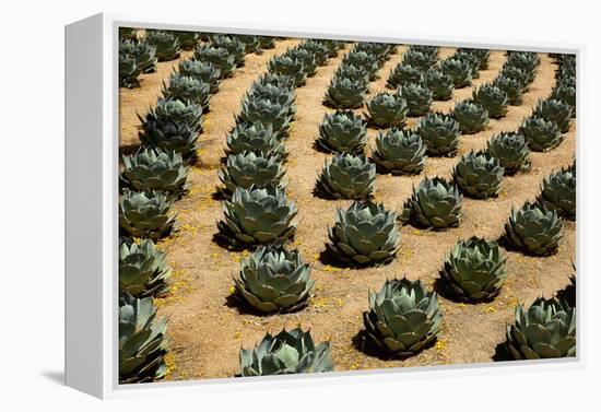 Rows of Artichoke Agave in a Formal Garden with Yellow Palo Verde Blossoms on the Ground-Timothy Hearsum-Framed Premier Image Canvas