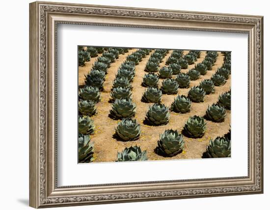 Rows of Artichoke Agave in a Formal Garden with Yellow Palo Verde Blossoms on the Ground-Timothy Hearsum-Framed Photographic Print