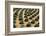 Rows of Artichoke Agave in a Formal Garden with Yellow Palo Verde Blossoms on the Ground-Timothy Hearsum-Framed Photographic Print